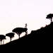 Les arbres de Sisyphe - Sicile 2013