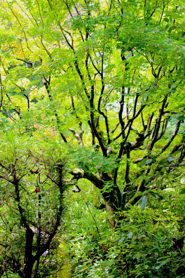 50 nuances de green - Japon 2013
