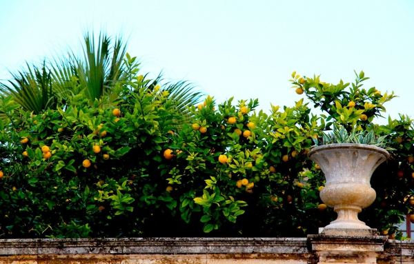 Le paradis des oranges - Sicile 2013